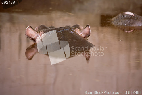 Image of hippopotamus swim on the river