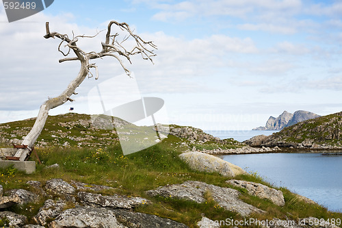 Image of dry tree