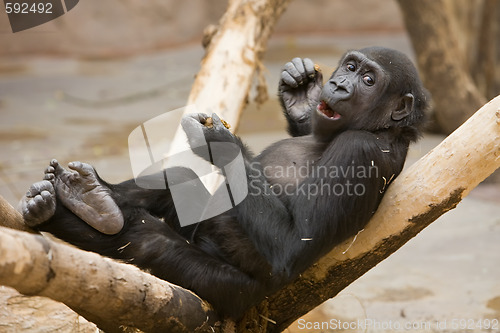 Image of Monkey with meal in paws