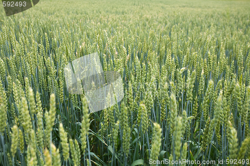 Image of green ears