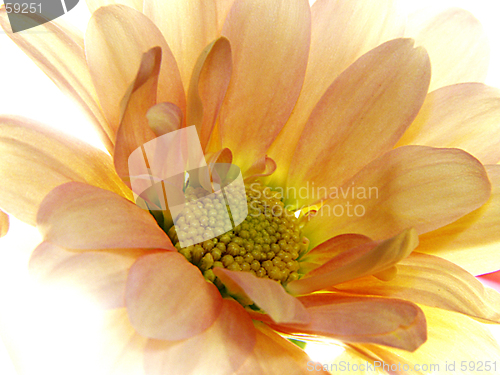 Image of Flower
