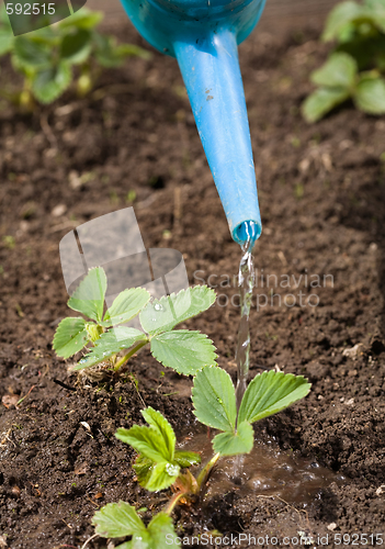 Image of watering