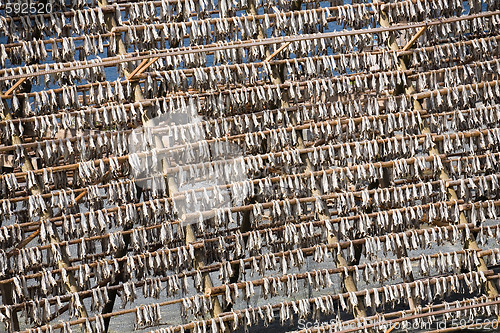 Image of stockfish