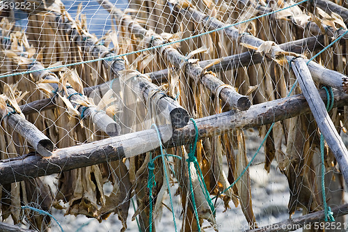 Image of dry fish