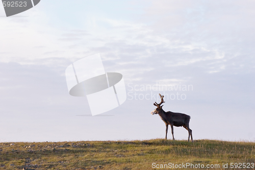 Image of deer