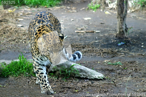 Image of Amur Leopard (4889)