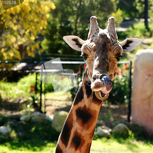 Image of Baringo Giraffe (4765)