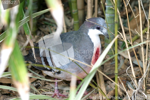 Image of Bleeding Heart Pigeon (4883)