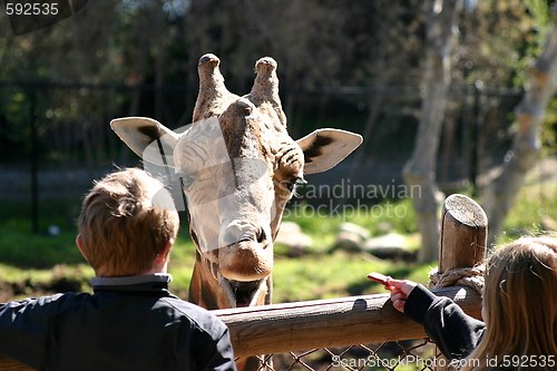 Image of Baringo Giraffe (4763)