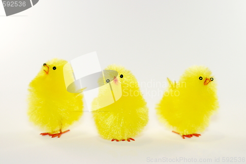 Image of Chicks (6193)