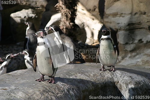 Image of Humboldt Penguin (4685)