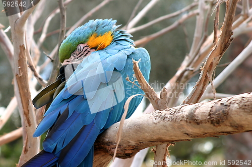 Image of Blue And Gold Macaw (4807)