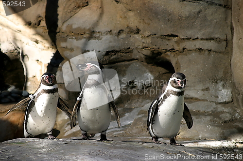 Image of Humboldt Penguin (4677)