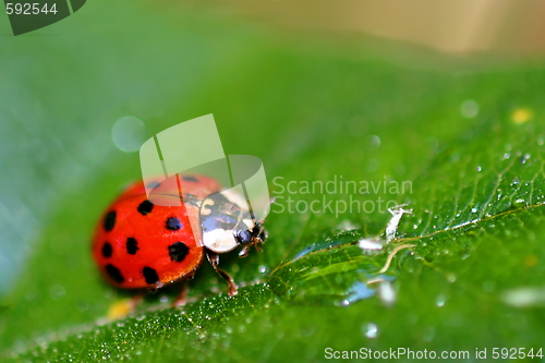 Image of Lady Bug (6408)