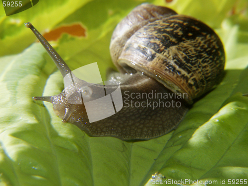 Image of Snail on Hoster