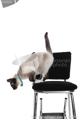 Image of Siamese Jumping Down