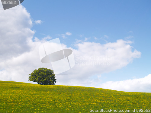 Image of lonely tree