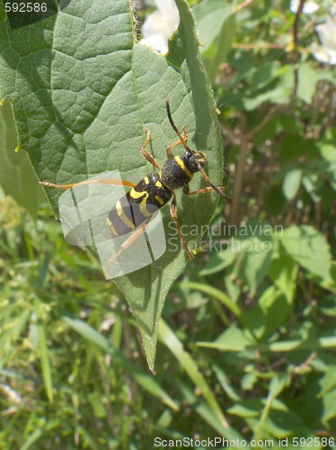 Image of Climbing Wasp