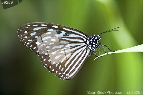 Image of Butterfly