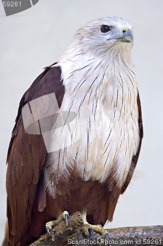 Image of Hawk