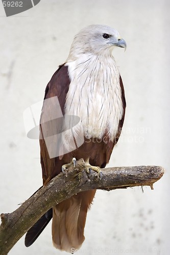 Image of Hawk