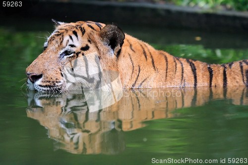 Image of Tiger