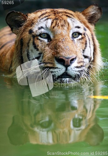 Image of Tiger