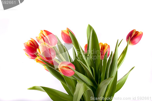 Image of tulip