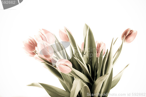 Image of tulip