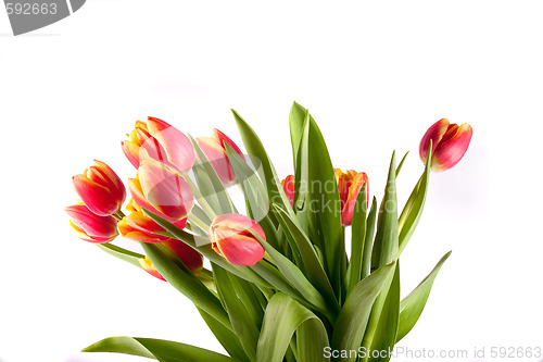 Image of tulip