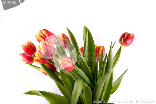 Image of tulip