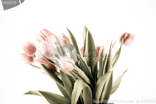 Image of tulip