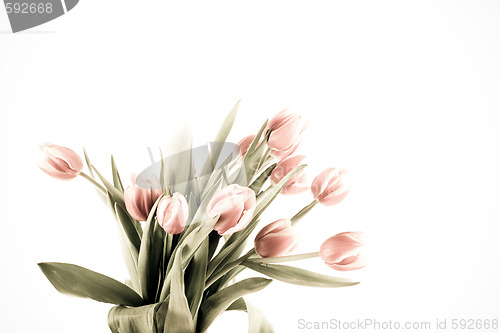 Image of tulip