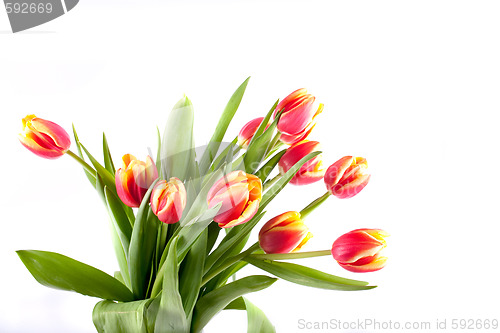 Image of tulip