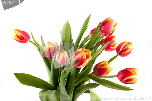 Image of tulip