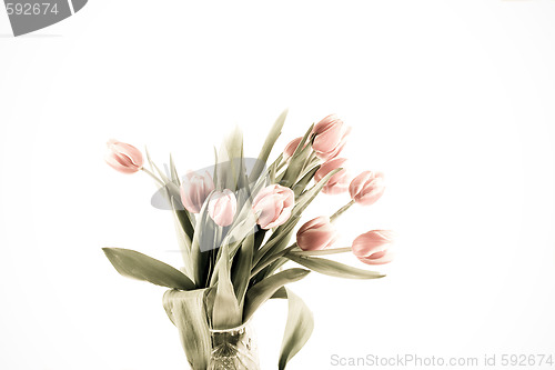 Image of tulip