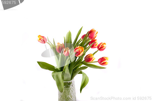 Image of tulip