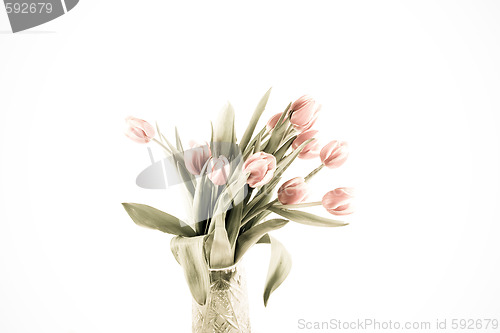 Image of tulip