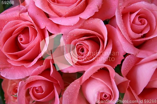 Image of Roses