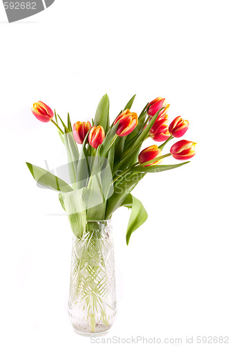 Image of tulip