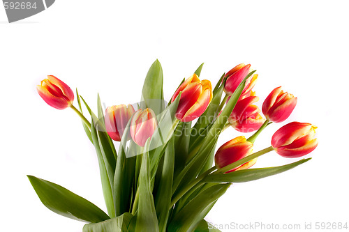 Image of tulip