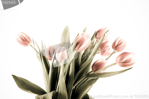 Image of tulip