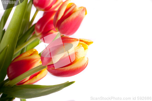 Image of tulip