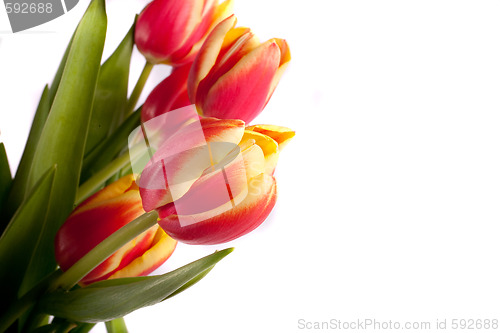 Image of tulip