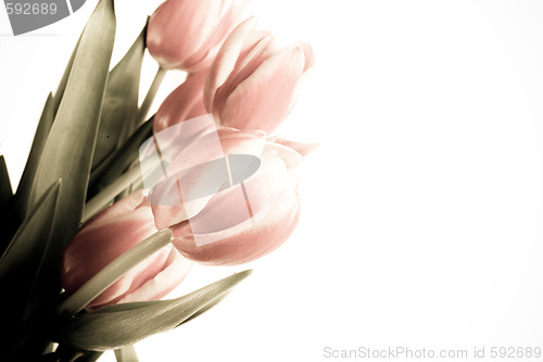 Image of tulip