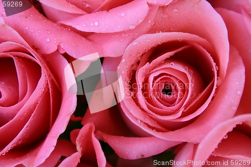 Image of Roses