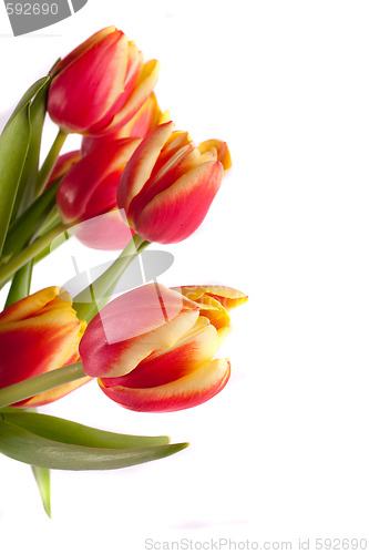 Image of tulip