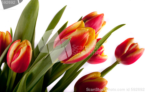 Image of tulip