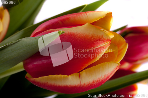 Image of tulip