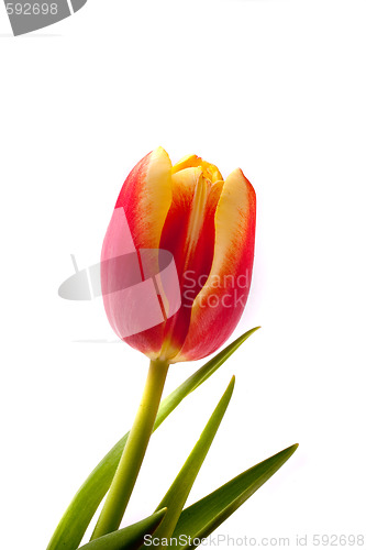 Image of tulip